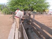 Revista PRODUCCION: Bienestar animal: pr&aacute;cticas en la manga