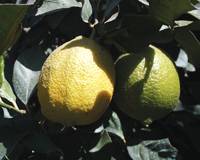 Revista PRODUCCION: VI Congreso Argentino de Citricultura