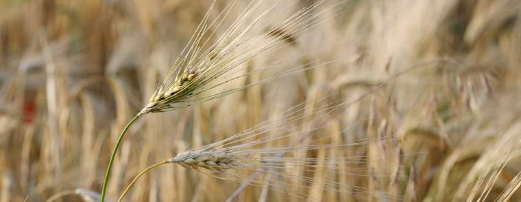 Revista PRODUCCION: Siembra de trigo