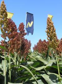 Revista PRODUCCION: Sorgo gran&iacute;fero en Argentina