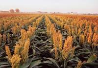 Revista PRODUCCION: Sorgo gran&iacute;fero en Argentina