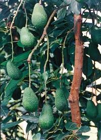 Revista PRODUCCION: Paltas bien conservadas duran m&aacute;s