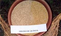 Revista PRODUCCION: Seminario Quinua Argentina, en Jujuy