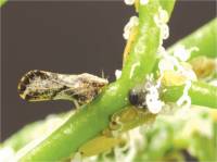 Revista PRODUCCION: Curso sobre Huanglongbing en Or&aacute;n y La Quiaca