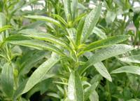 Revista PRODUCCION: Stevia