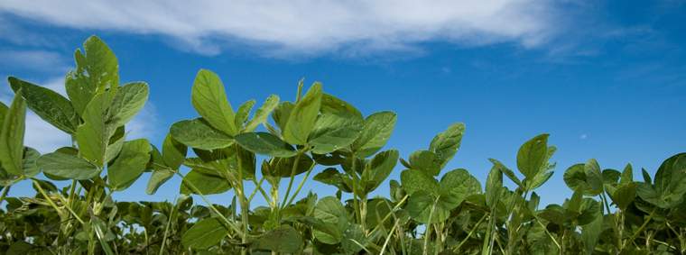 Revista PRODUCCION: Inscripci&oacute;n de productores de cereales y oleaginosas