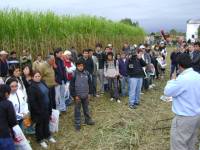 Revista PRODUCCION: Cosecha integral de ca&ntilde;a