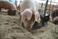 Revista PRODUCCION: Fericerdo 2011 y la propuesta de capacitaci&oacute;n