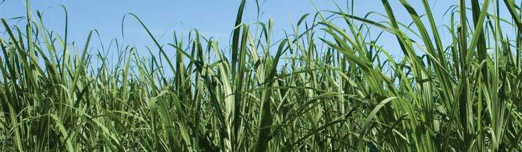 Revista PRODUCCION: Buscan expandir la frontera ca&ntilde;era hacia el NEA